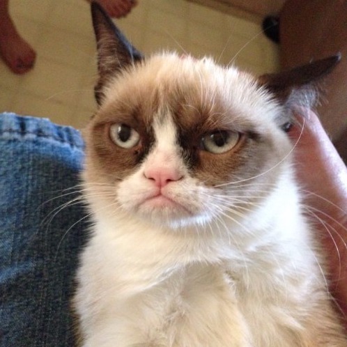 Grumpy Cat