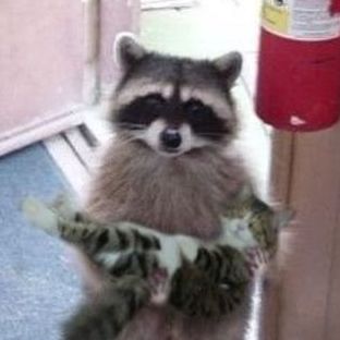 Raccoon