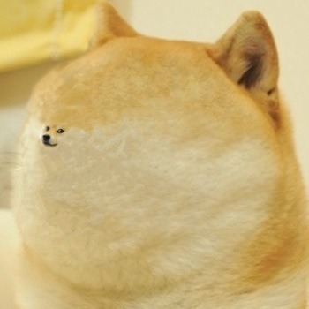 Shiba